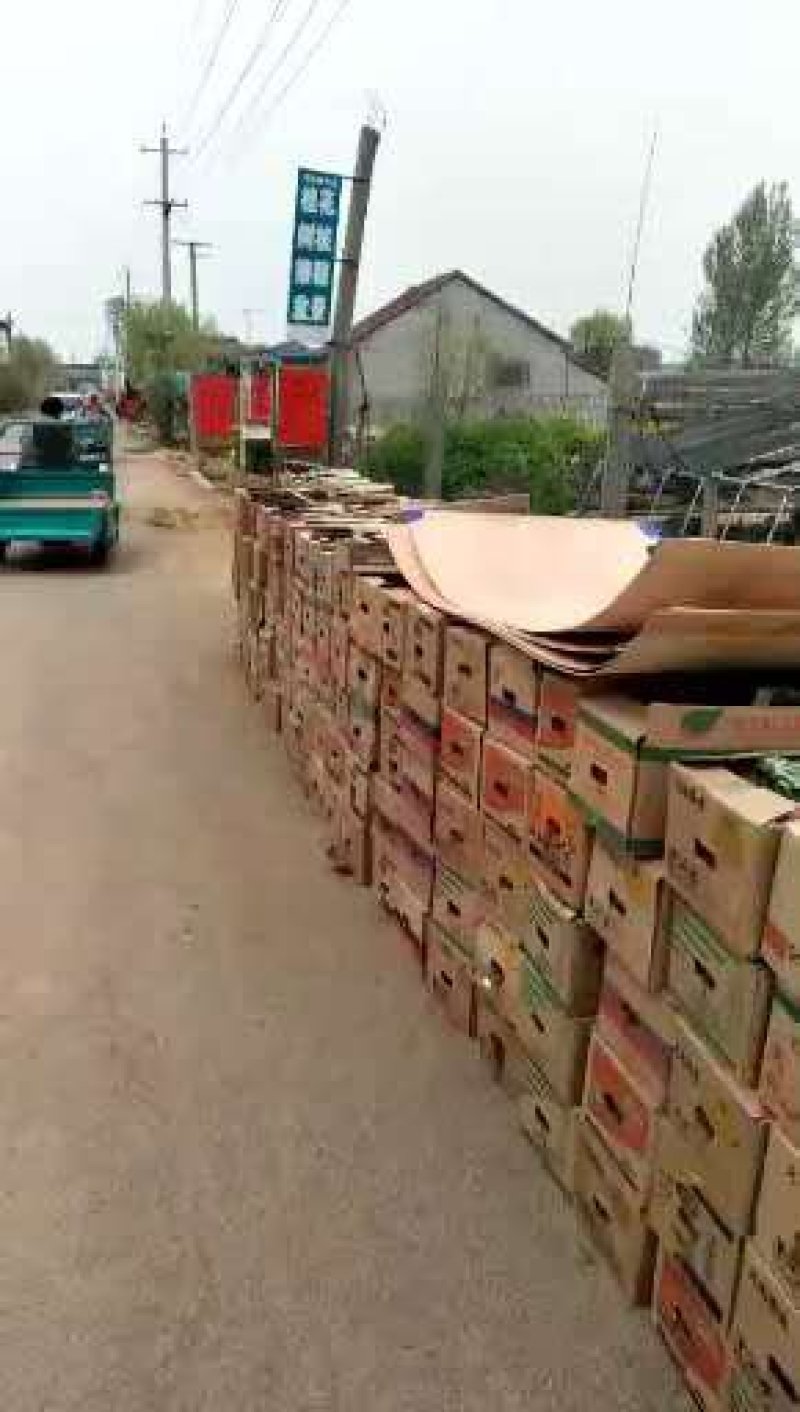 精品八宝景天大量上市，基地直发直销欢迎各位老板致电！