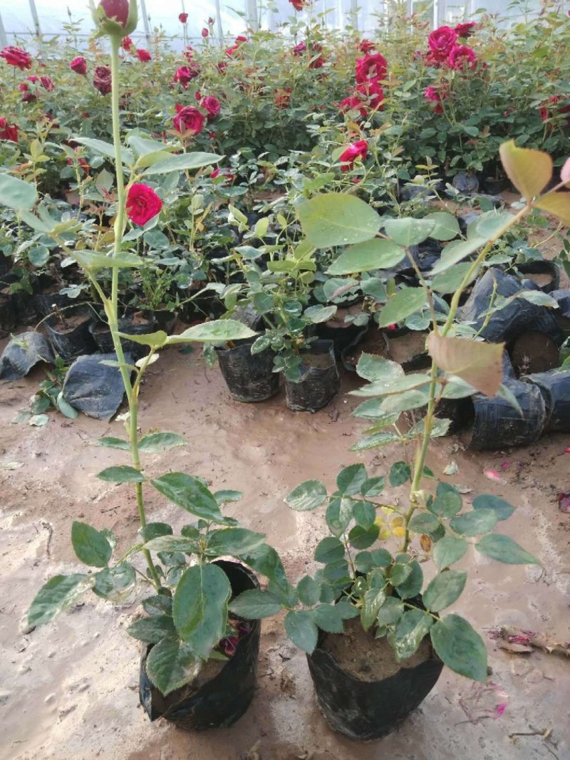 【精选】月季花苗，产地直供，基地直发！量大从优