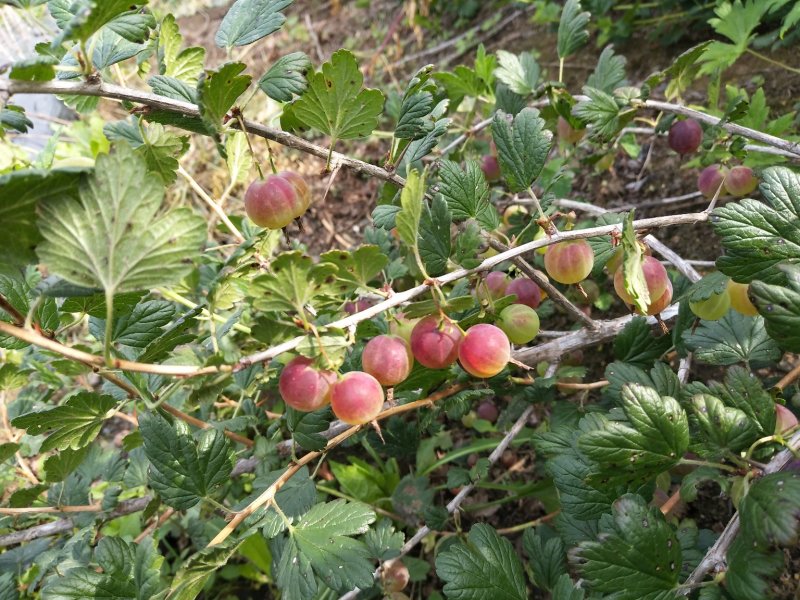 灯笼果灯笼果种苗批发灯笼果种植介绍