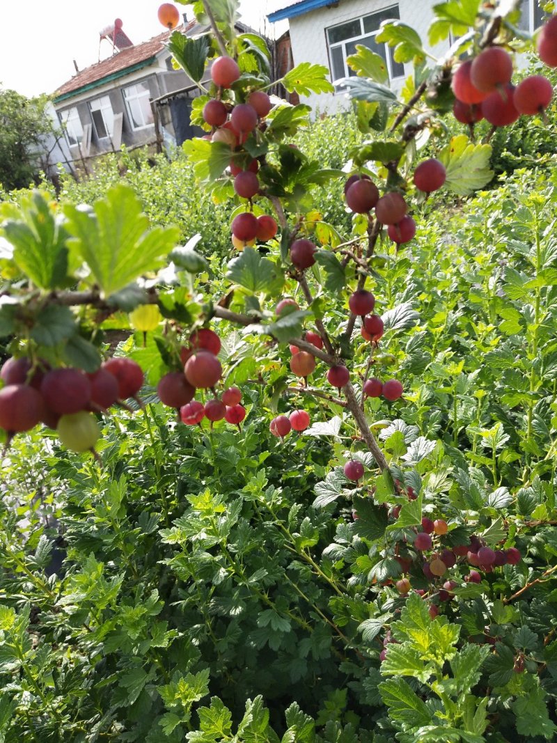 灯笼果灯笼果种苗批发灯笼果种植介绍