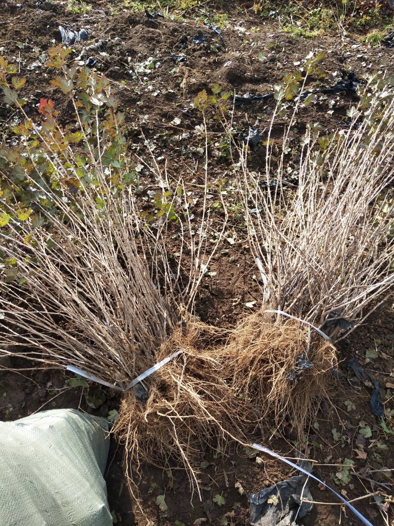 灯笼果灯笼果种苗批发灯笼果种植介绍