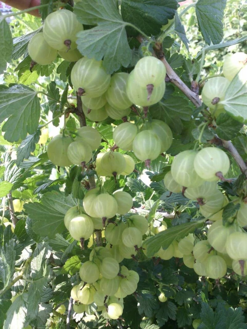 灯笼果灯笼果种苗批发灯笼果种植介绍