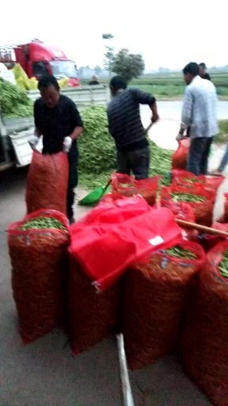 湖北襄阳青豌豆大量上市，现在限售欢迎老板咨询