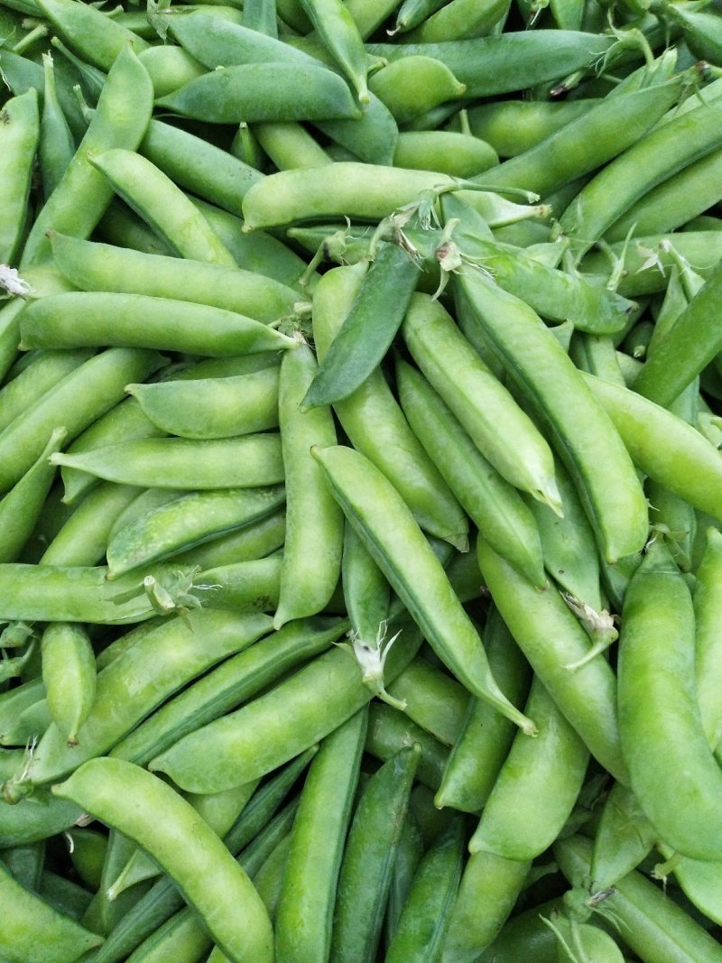 湖北襄阳青豌豆大量上市，现在限售欢迎老板咨询