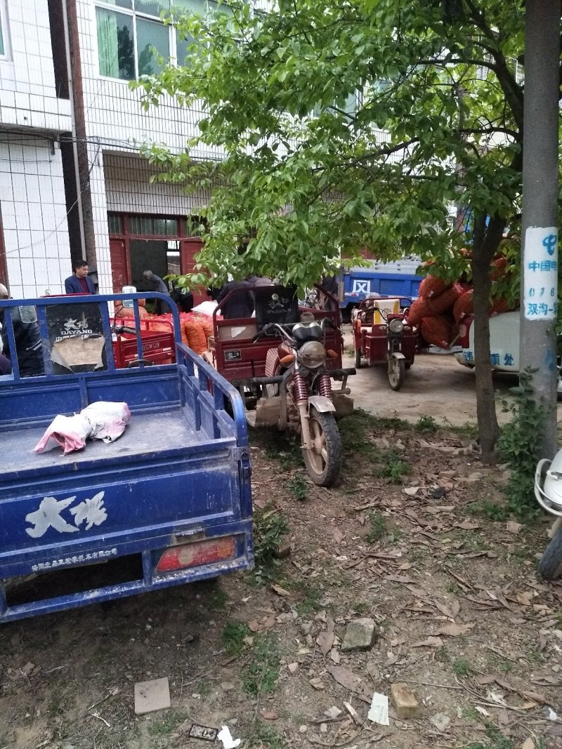 湖北襄阳青豌豆大量上市，现在限售欢迎老板咨询
