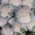 有机花菜品质保证价格公道量大从优视频看货