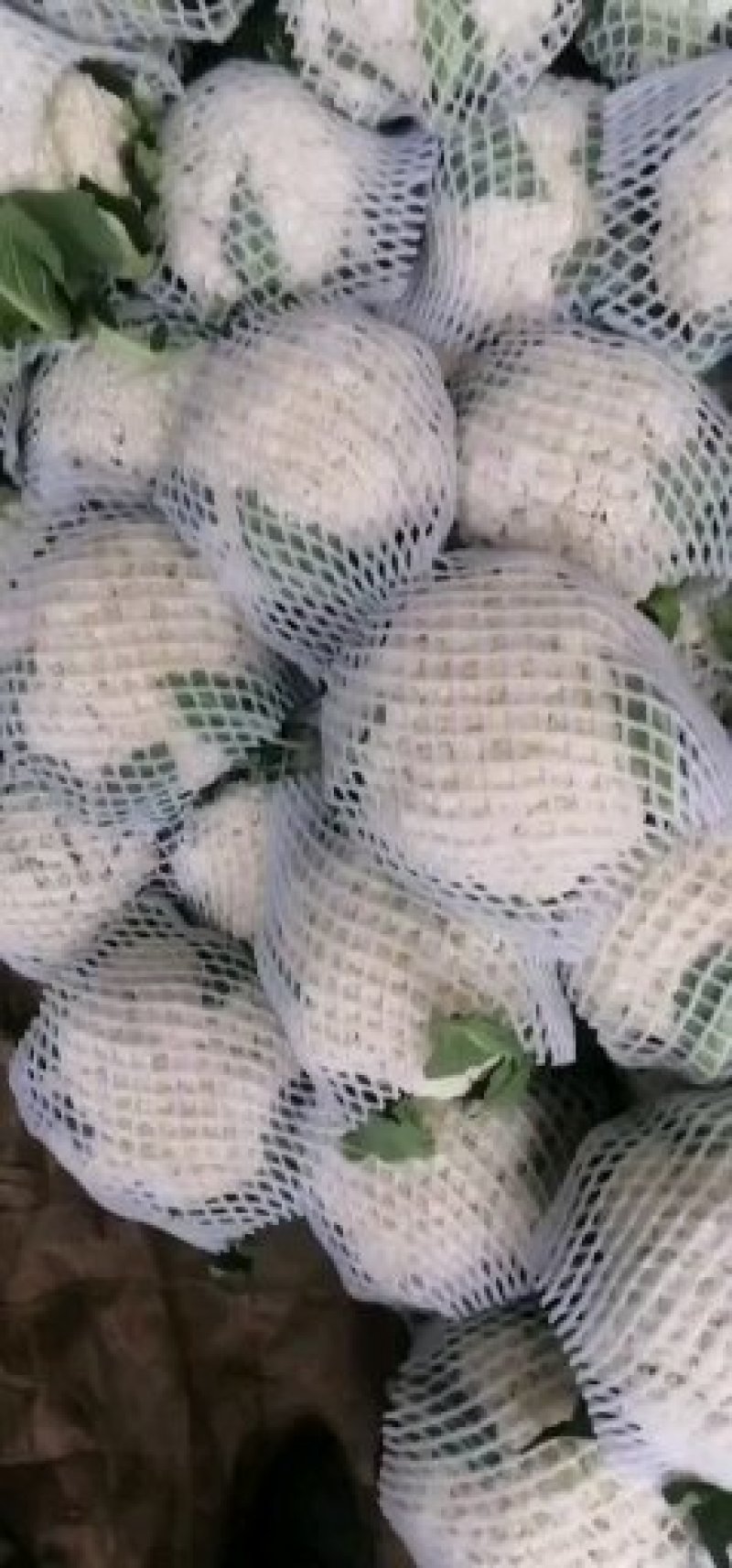 有机花菜品质保证价格公道量大从优视频看货