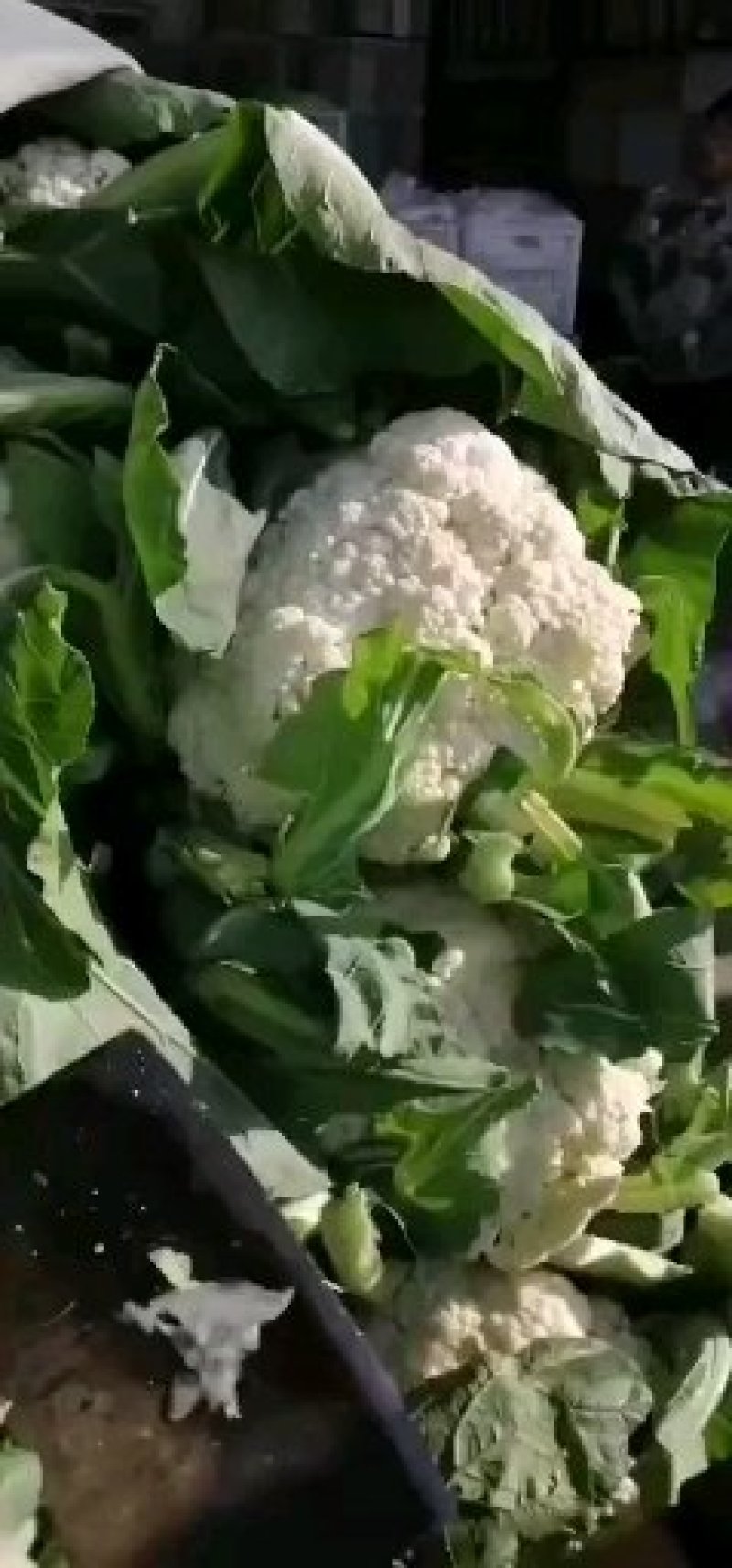 有机花菜品质保证价格公道量大从优视频看货