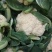 有机花菜品质保证价格公道量大从优视频看货