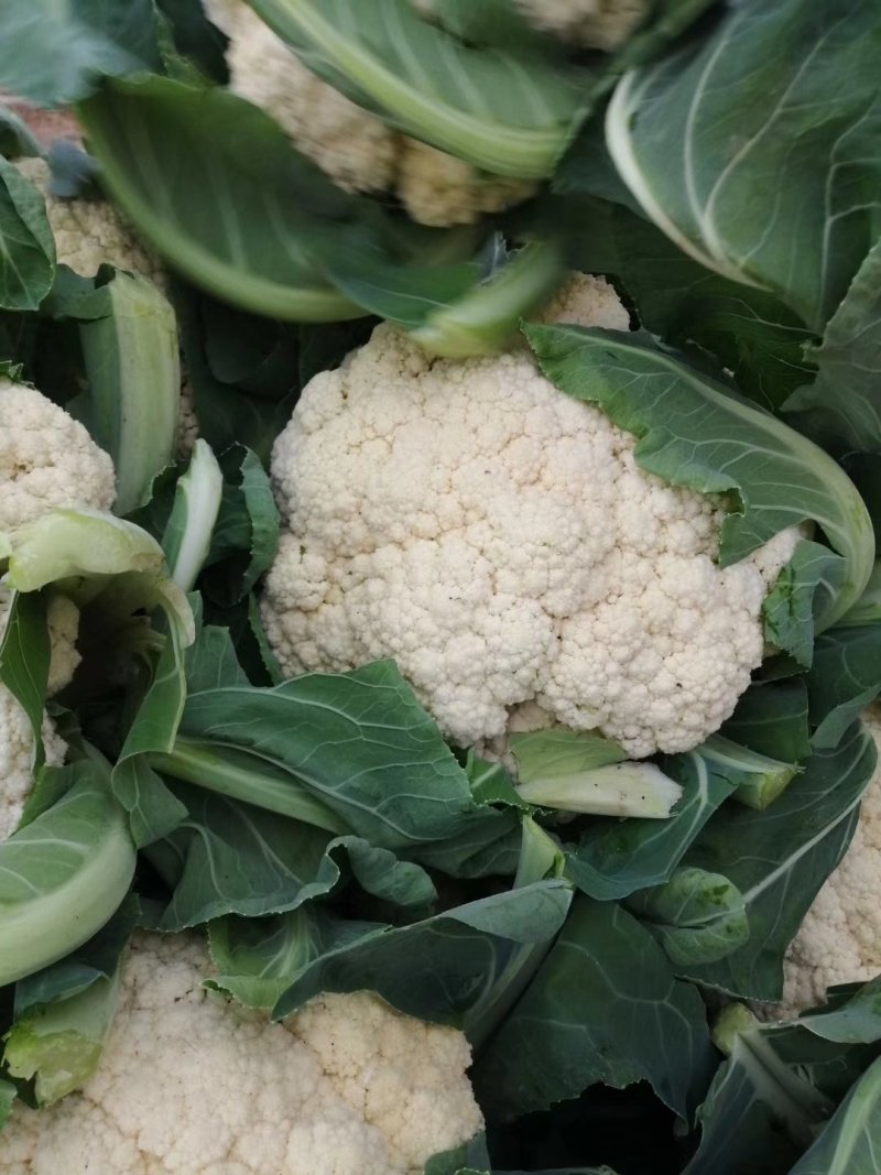 有机花菜品质保证价格公道量大从优视频看货