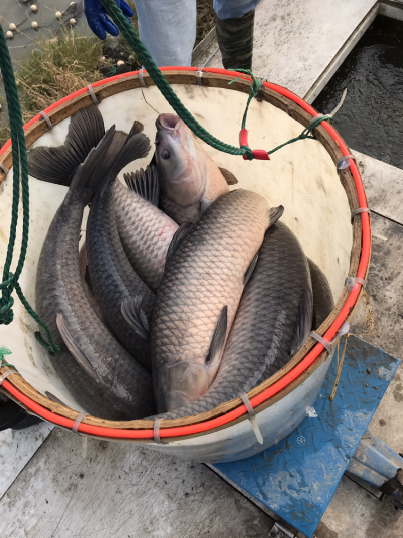 青鱼，规格10斤-15斤左右，品质保证