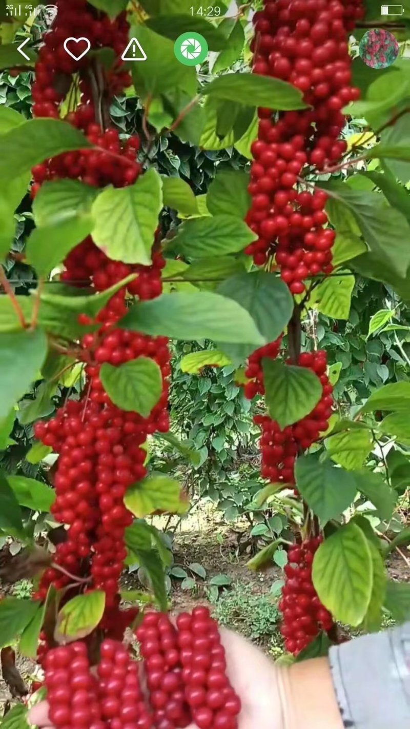 五味子苗苗壮根系发达芽眼饱满高产抗病易成活