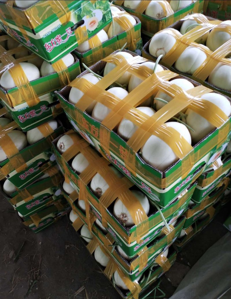 【甜瓜】东方蜜1号甜瓜精品甜瓜口感清脆皮薄多汁