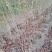 基地直供紫荆丛生紫荆大小各种规格都有