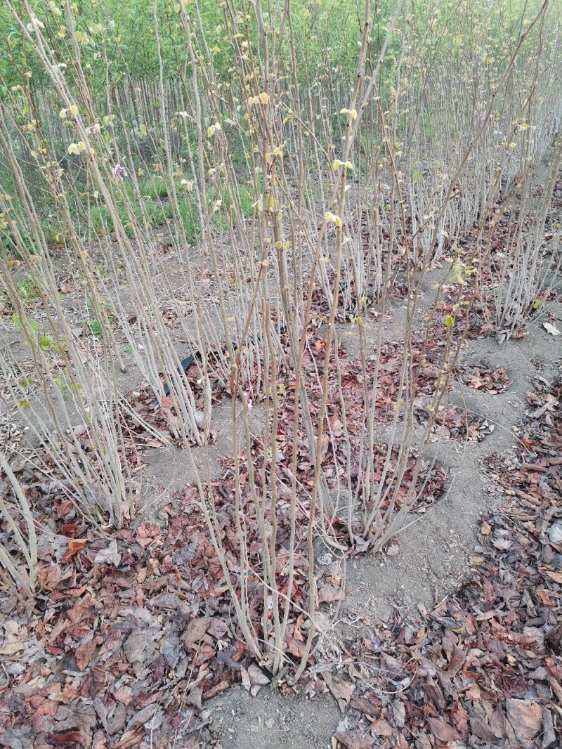 基地直供紫荆丛生紫荆大小各种规格都有