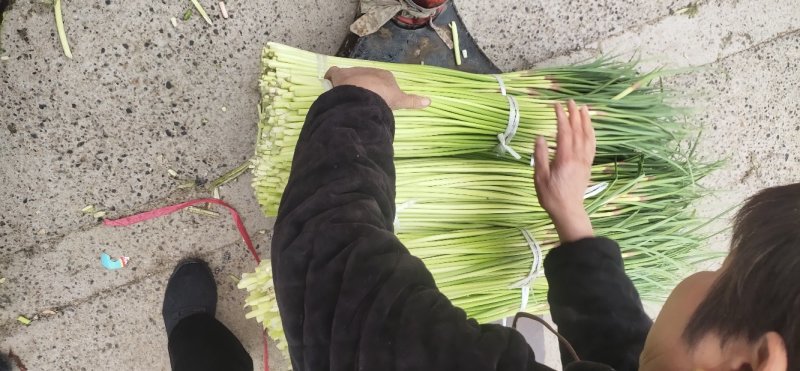 红帽白帽蒜薹精品60-70公分货源充足代发全国