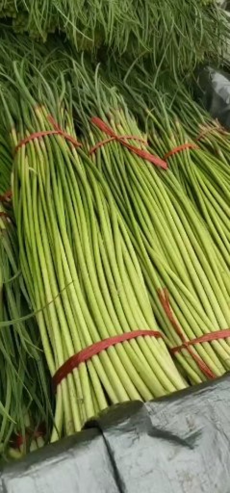 红帽白帽蒜薹精品60-70公分货源充足代发全国
