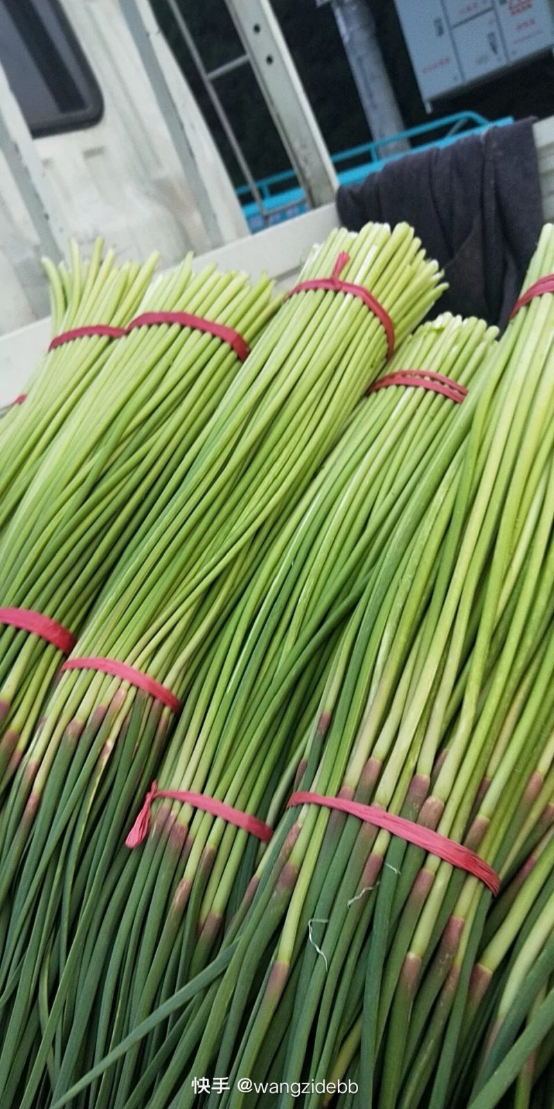 红帽白帽蒜薹精品60-70公分货源充足代发全国