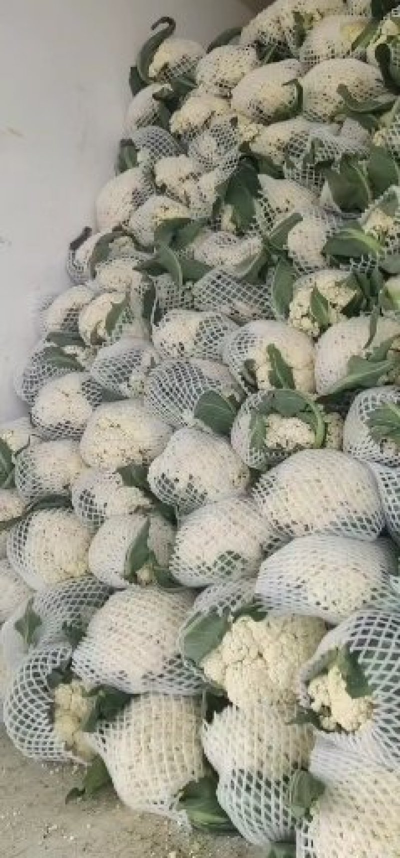 花菜松花菜万亩基地白面青梗各规格都有货源充足