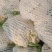 花菜松花菜万亩基地白面青梗各规格都有货源充足