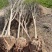 紫薇占地紫薇规格齐全紫薇产地可以实地看苗