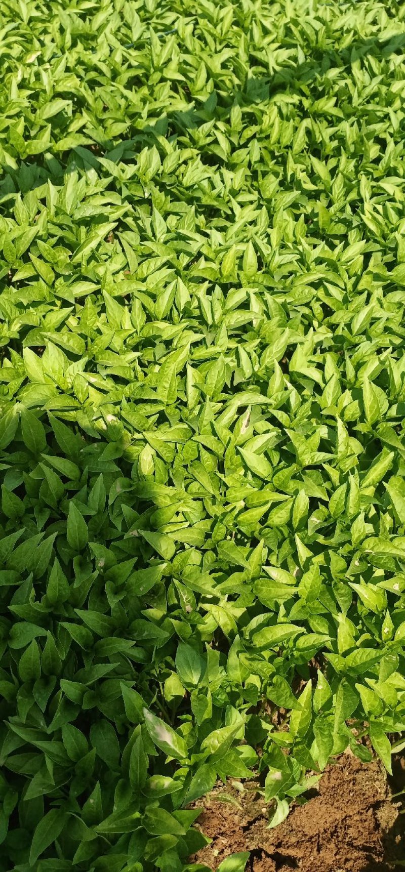 朝天椒辣椒苗一次性干摘辣椒苗高产抗病毒抗虫害