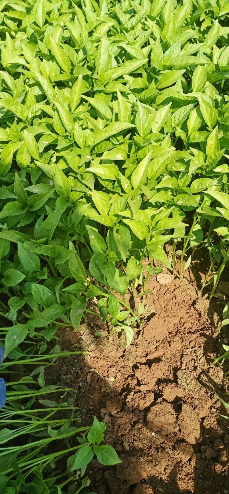 朝天椒辣椒苗一次性干摘辣椒苗高产抗病毒抗虫害