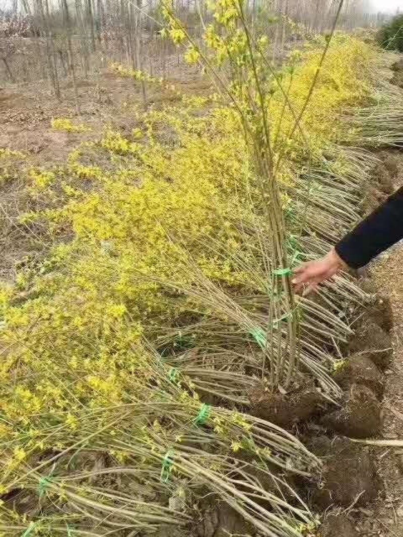 连翘，连翘小苗，50高一1.5米高度质量好