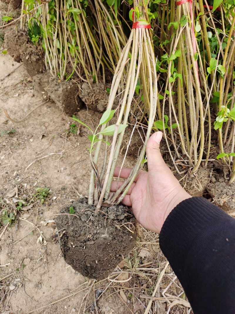连翘，连翘小苗，50高一1.5米高度质量好