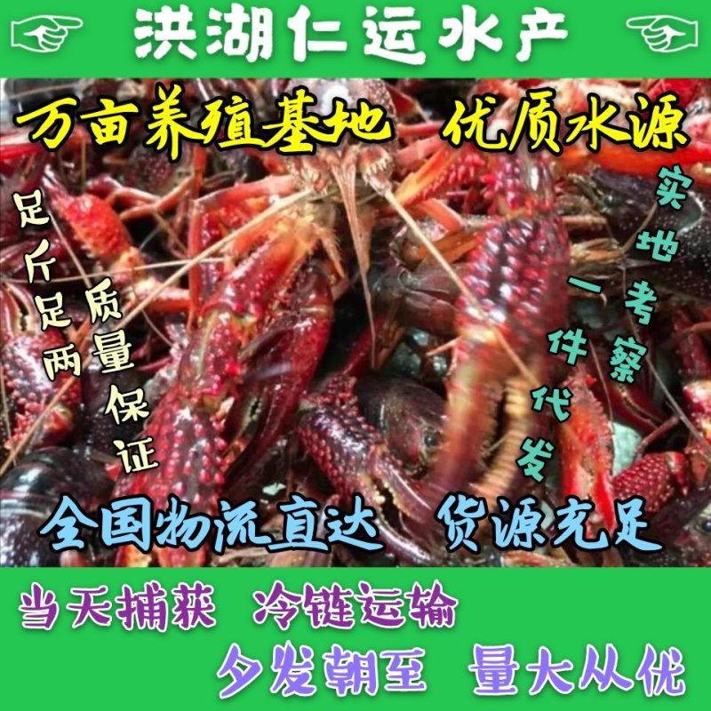 洪湖小龙虾，一手货源，货源充足，肉质饱满，底板干净。