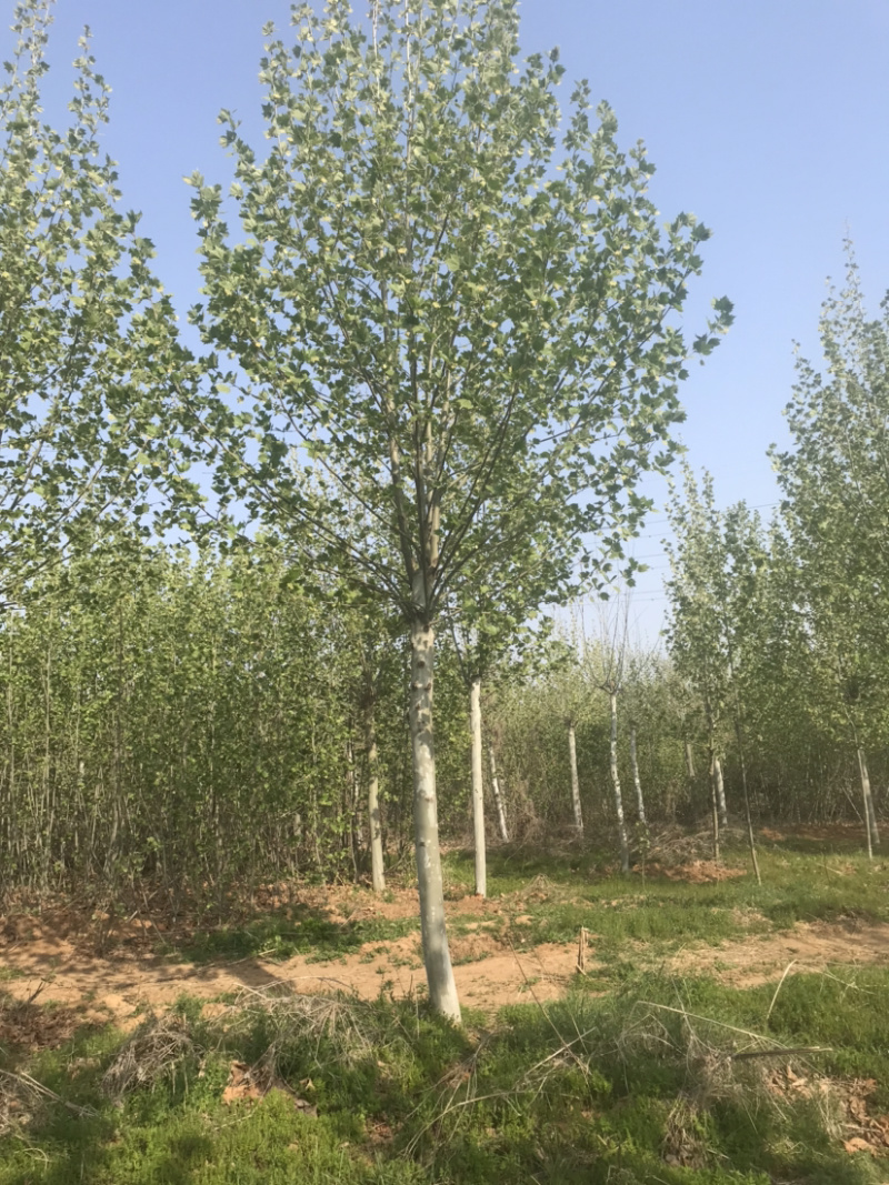 法桐……各种规格，物美价廉部分处理....