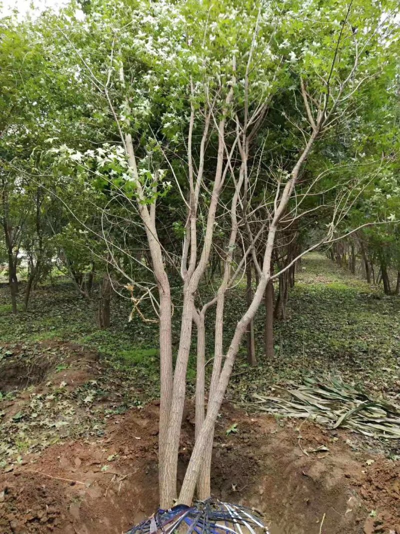 丛生五角枫现在全部低价出售需要的联系