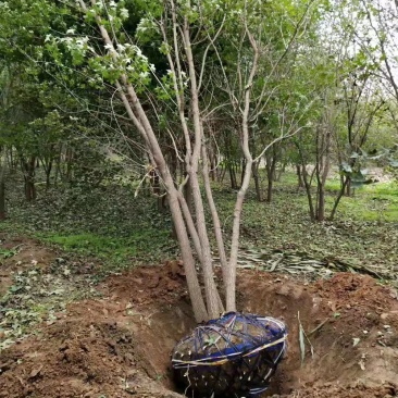 丛生五角枫现在全部低价出售需要的联系