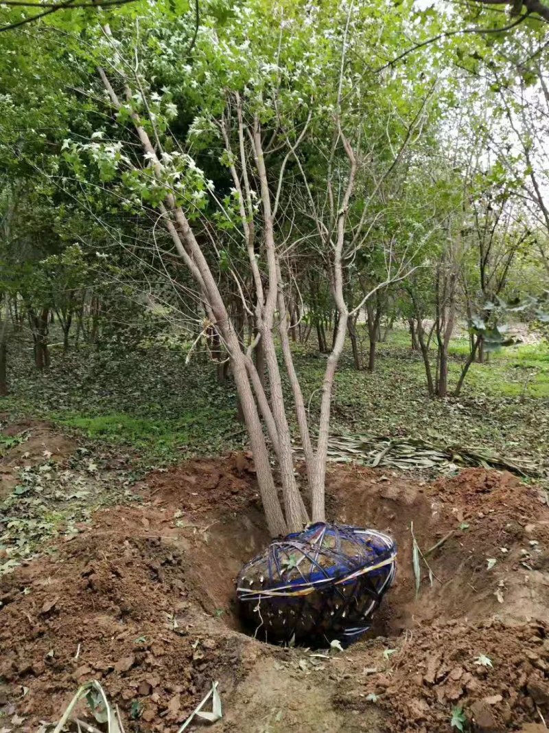 丛生五角枫现在全部低价出售需要的联系