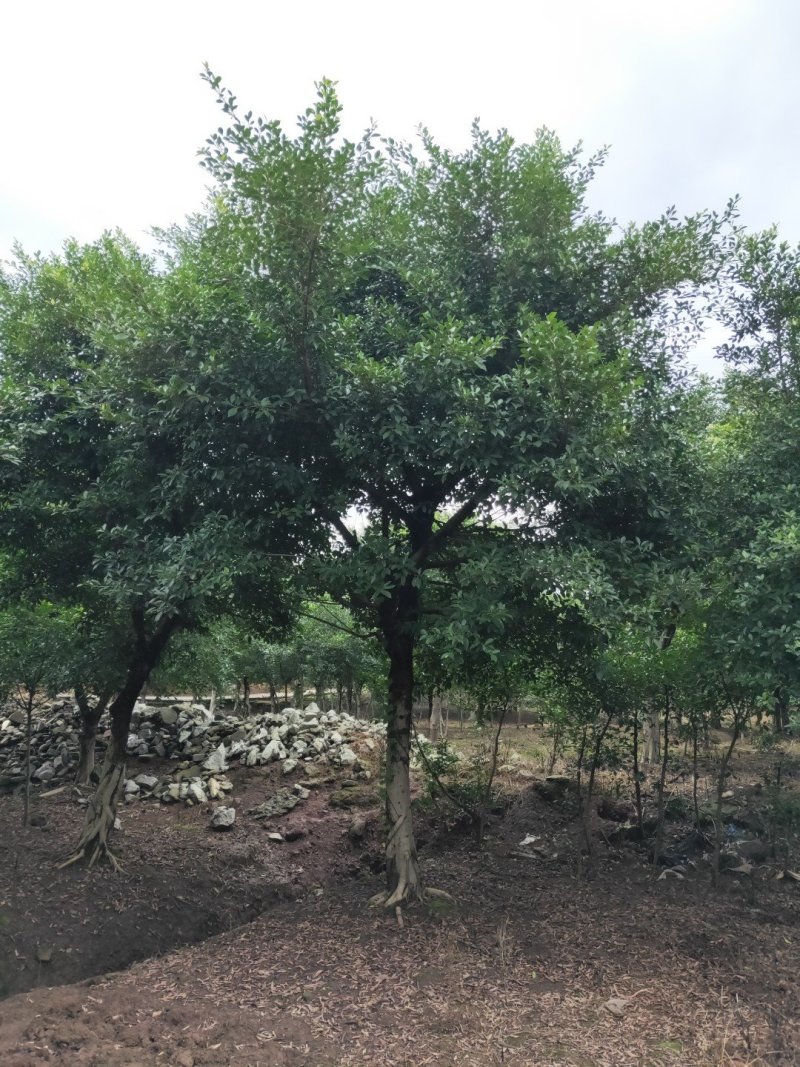 小叶榕细叶榕，大量供应，欢迎来电咨询