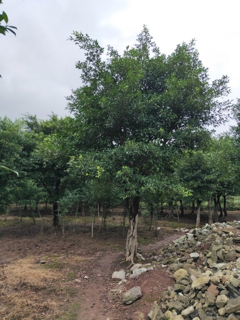 小叶榕细叶榕，大量供应，欢迎来电咨询