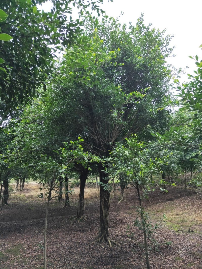 小叶榕细叶榕，大量供应，欢迎来电咨询