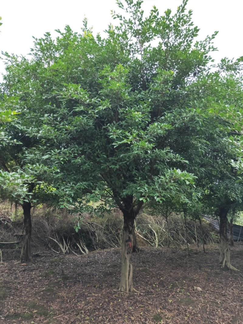 小叶榕细叶榕，大量供应，欢迎来电咨询