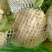 蔬菜