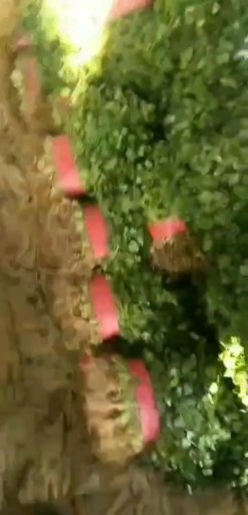蔬菜