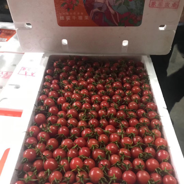 禾丰樱桃千禧果粒粒爆汁皮薄肉厚清香美味