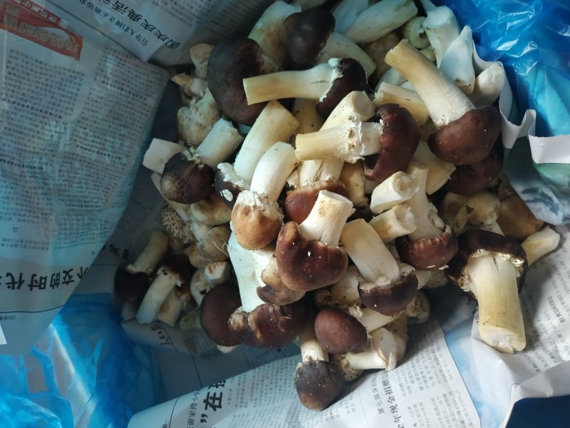 蘑菇，新鲜蘑菇，食用菌，松茸，赤松茸，去根松茸