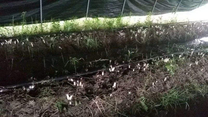 蘑菇，新鲜蘑菇，食用菌，松茸，赤松茸，去根松茸