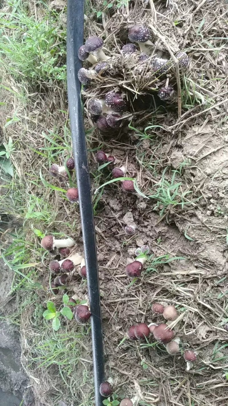 蘑菇，新鲜蘑菇，食用菌，松茸，赤松茸，去根松茸