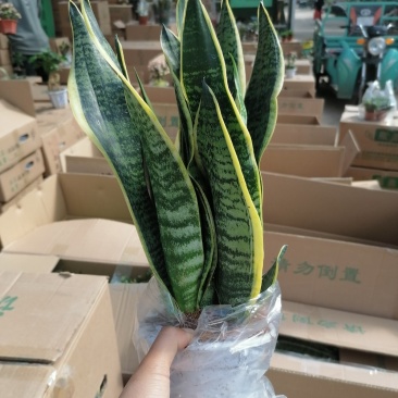 金边虎皮兰，品质保证，净化空气
