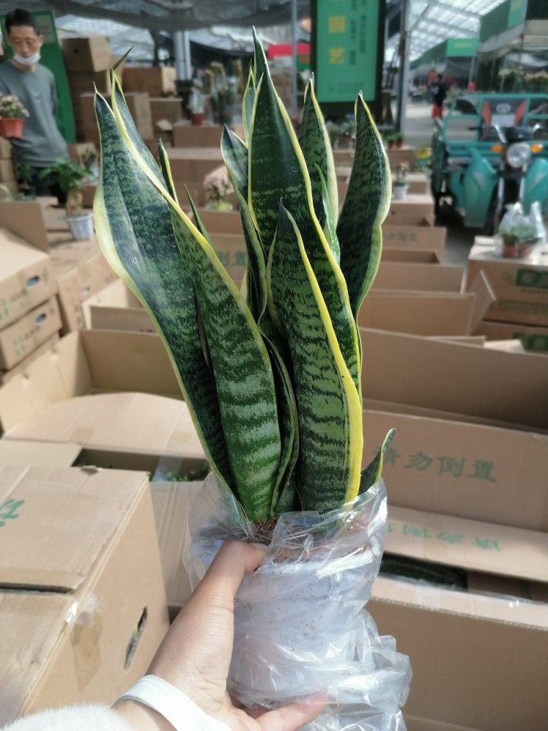 金边虎皮兰，品质保证，净化空气