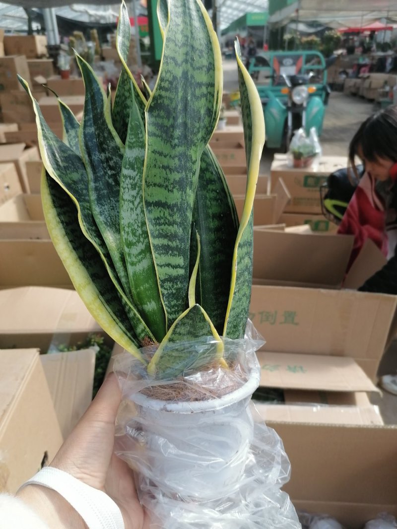 金边虎皮兰，品质保证，净化空气