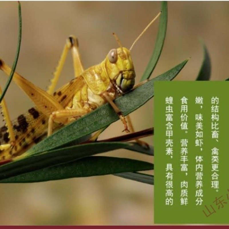 蝗虫蝗虫产地直供道地药材产地，药典标准支持线上交易保障