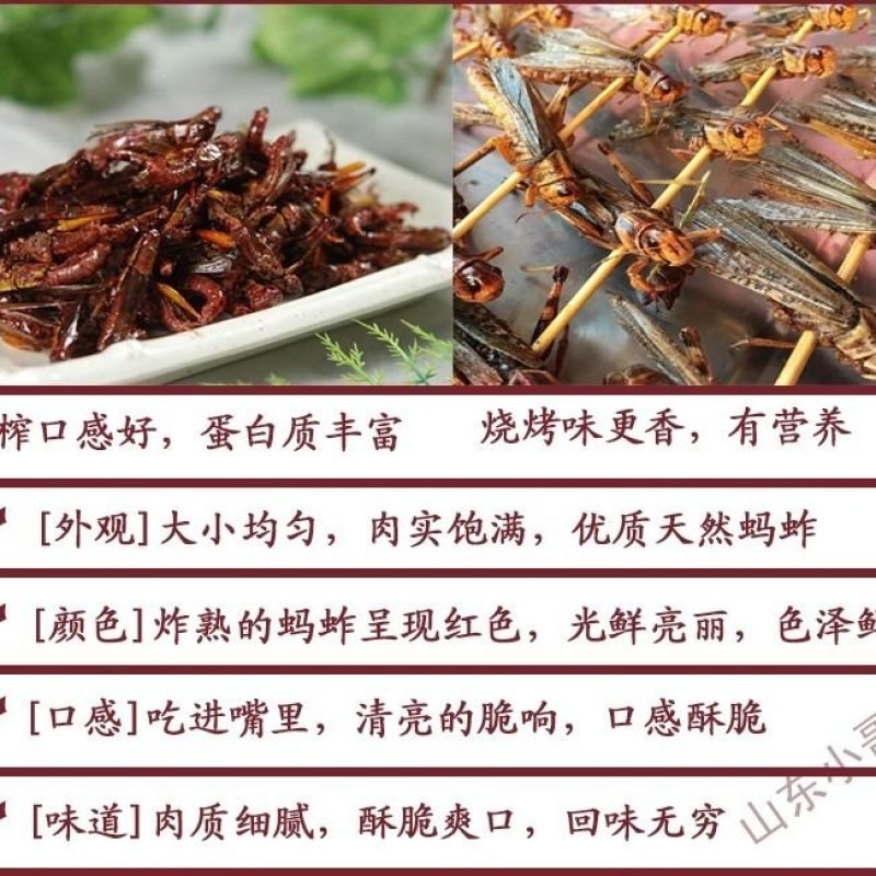 蝗虫蝗虫产地直供道地药材产地，药典标准支持线上交易保障