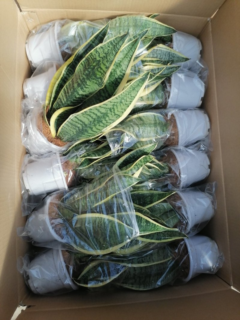 金边虎皮兰，品质保证，净化空气